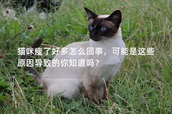 貓咪瘦了好多怎么回事，可能是這些原因導致的你知道嗎？