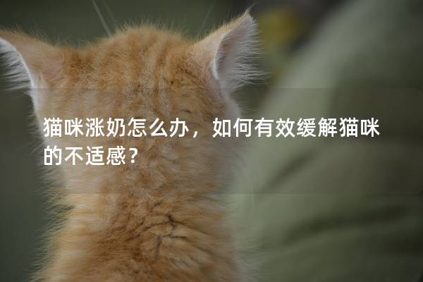 貓咪漲奶怎么辦，如何有效緩解貓咪的不適感？