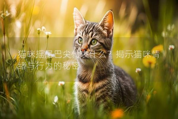 貓咪搖尾巴尖代表什么？揭示貓咪情緒與行為的秘密