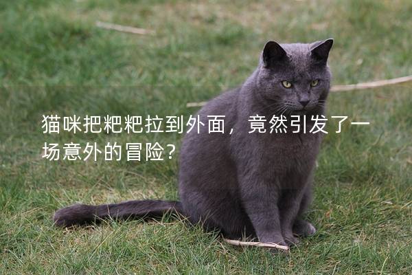 貓咪把粑粑拉到外面，竟然引發(fā)了一場(chǎng)意外的冒險(xiǎn)？