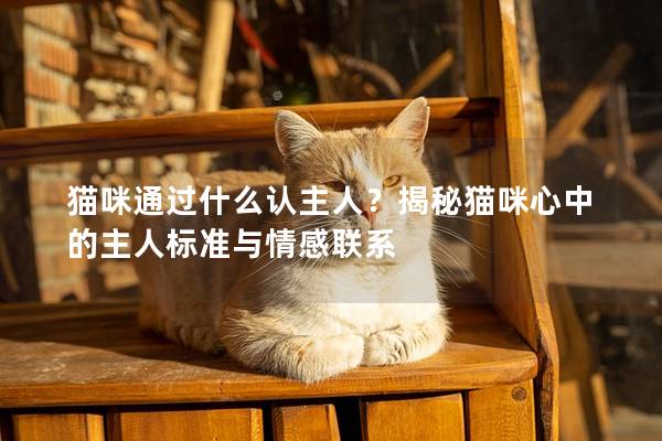 貓咪通過什么認(rèn)主人？揭秘貓咪心中的主人標(biāo)準(zhǔn)與情感聯(lián)系