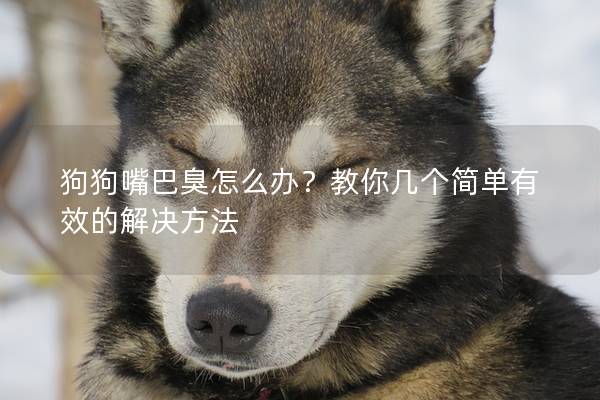 狗狗嘴巴臭怎么辦？教你幾個(gè)簡(jiǎn)單有效的解決方法