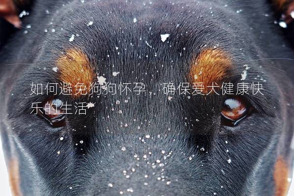 如何避免狗狗懷孕，確保愛犬健康快樂的生活