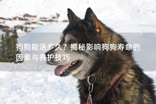 狗狗能活多久?揭秘影響狗狗壽命的因素與養(yǎng)護技巧 狗狗能活多久?揭秘影響狗狗壽命的因素與養(yǎng)護技巧