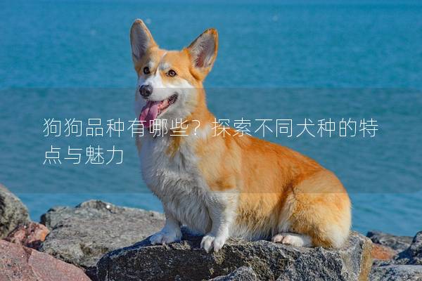 狗狗品種有哪些？探索不同犬種的特點與魅力