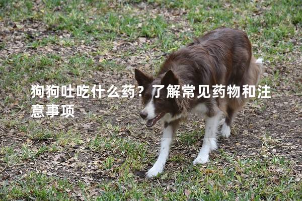 狗狗吐吃什么藥？了解常見藥物和注意事項