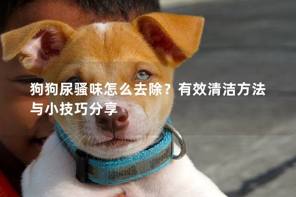狗狗尿騷味怎么去除？有效清潔方法與小技巧分享