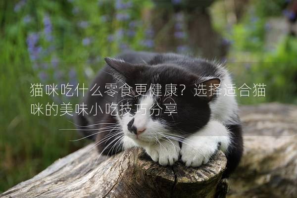 貓咪吃什么零食更健康？選擇適合貓咪的美味小吃技巧分享