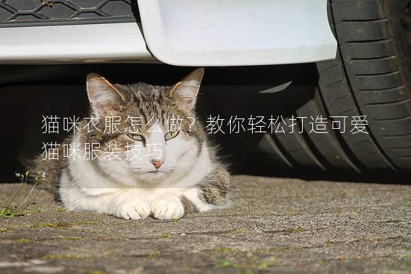 貓咪衣服怎么做？教你輕松打造可愛貓咪服裝技巧