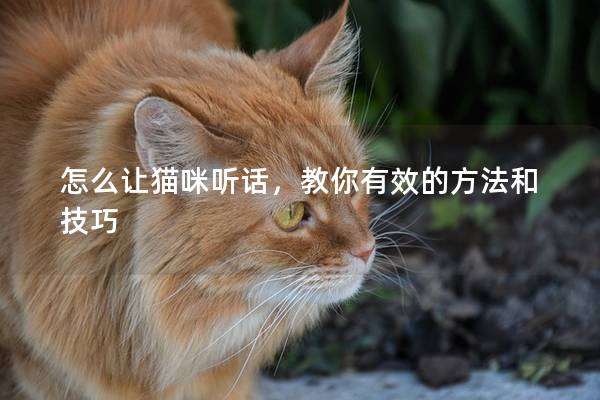 怎么讓貓咪聽話，教你有效的方法和技巧