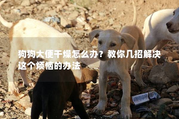 狗狗大便干燥怎么辦？教你幾招解決這個煩惱的辦法
