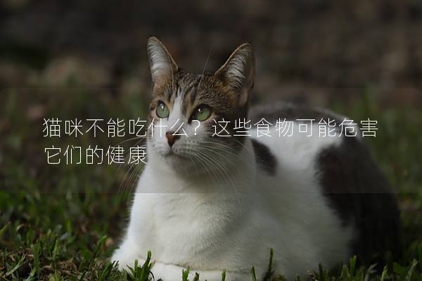 貓咪不能吃什么？這些食物可能危害它們的健康