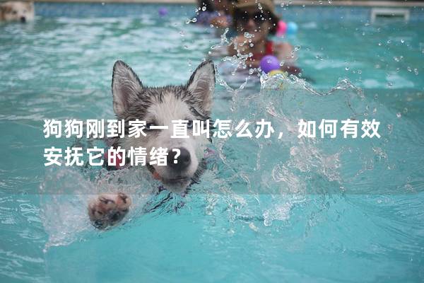 狗狗剛到家一直叫怎么辦，如何有效安撫它的情緒？