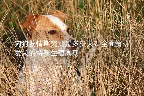 狗狗發(fā)情期究竟是多少天？全面解析愛犬的特殊生理周期