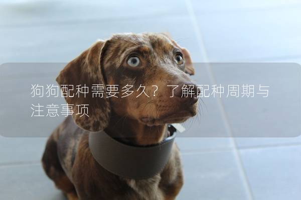 狗狗配種需要多久？了解配種周期與注意事項(xiàng)