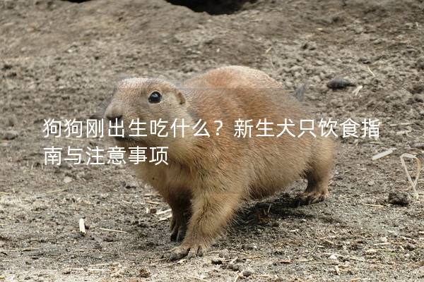 狗狗剛出生吃什么？新生犬只飲食指南與注意事項