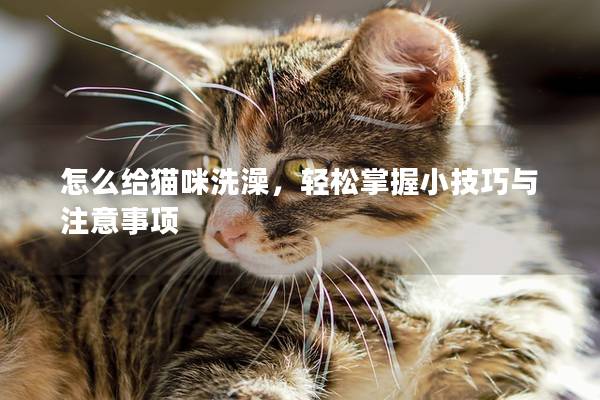 怎么給貓咪洗澡，輕松掌握小技巧與注意事項