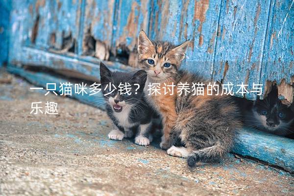 一只貓咪多少錢？探討養貓的成本與樂趣