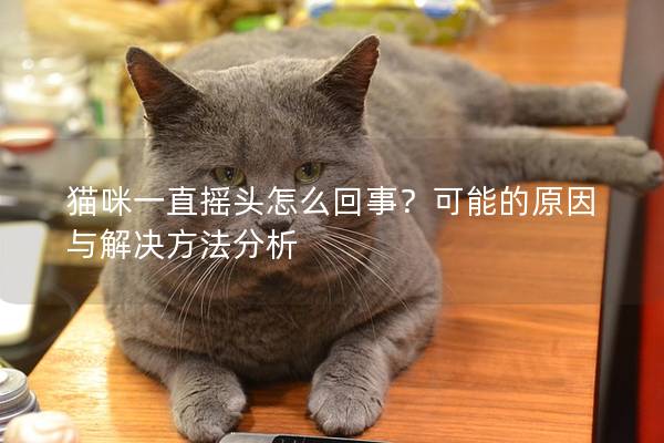 貓咪一直搖頭怎么回事？可能的原因與解決方法分析