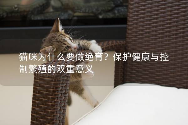 貓咪為什么要做絕育？保護(hù)健康與控制繁殖的雙重意義