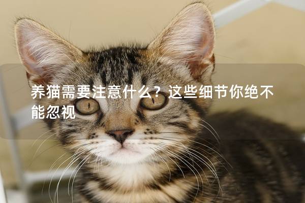 養貓需要注意什么?這些細節你絕不能忽視 養貓需要注意什么?這些細節你絕不能忽視