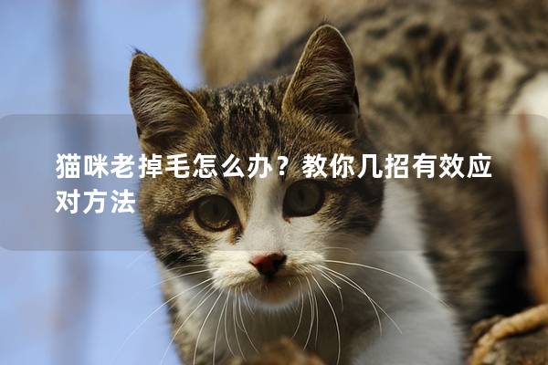 貓咪老掉毛怎么辦？教你幾招有效應(yīng)對(duì)方法