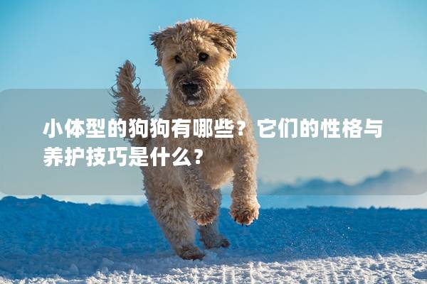 小體型的狗狗有哪些？它們的性格與養(yǎng)護技巧是什么？