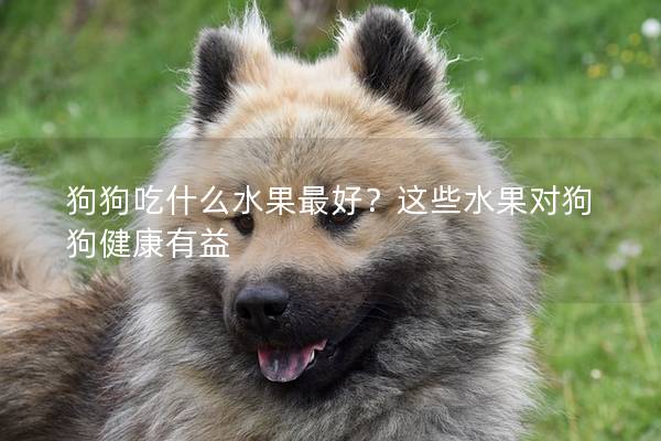 狗狗吃什么水果最好?這些水果對狗狗健康有益 狗狗吃什么水果最好?這些水果對狗狗健康有益
