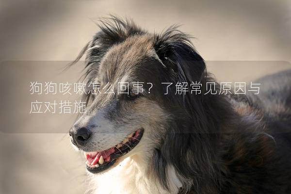 狗狗咳嗽怎么回事？了解常見原因與應對措施
