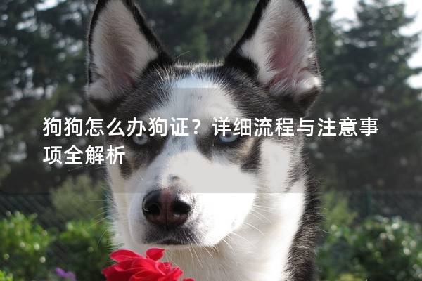 狗狗怎么辦狗證?詳細流程與注意事項全解析 狗狗怎么辦狗證?詳細流程與注意事項全解析