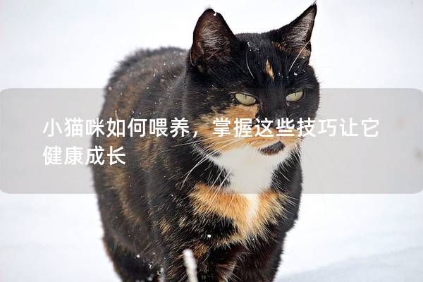 小貓咪如何喂養，掌握這些技巧讓它健康成長