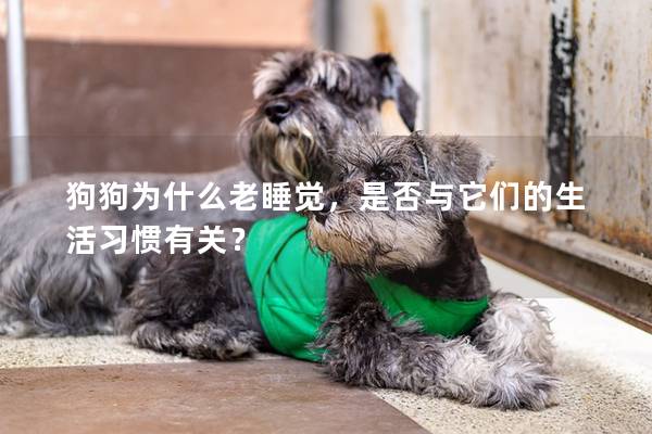 狗狗為什么老睡覺，是否與它們的生活習慣有關？