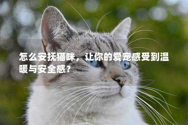怎么安撫貓咪，讓你的愛寵感受到溫暖與安全感？