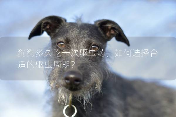 狗狗多久吃一次驅蟲藥，如何選擇合適的驅蟲周期？