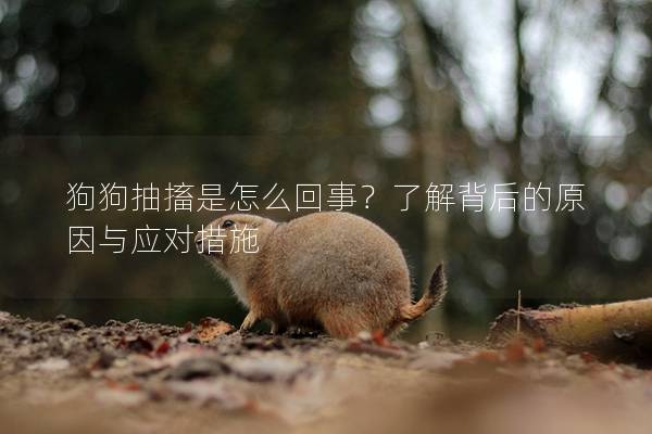 狗狗抽搐是怎么回事？了解背后的原因與應(yīng)對(duì)措施