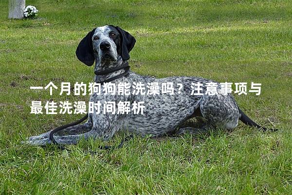 一個月的狗狗能洗澡嗎？注意事項與最佳洗澡時間解析