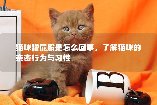 貓咪蹭屁股是怎么回事，了解貓咪的親密行為與習(xí)性