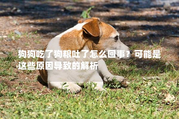 狗狗吃了狗糧吐了怎么回事？可能是這些原因導致的解析