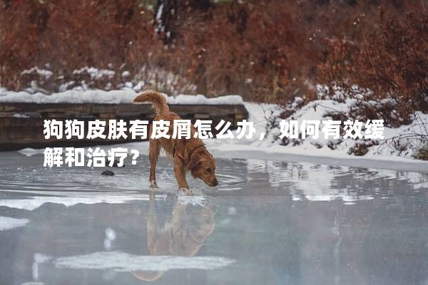 狗狗皮膚有皮屑怎么辦，如何有效緩解和治療？