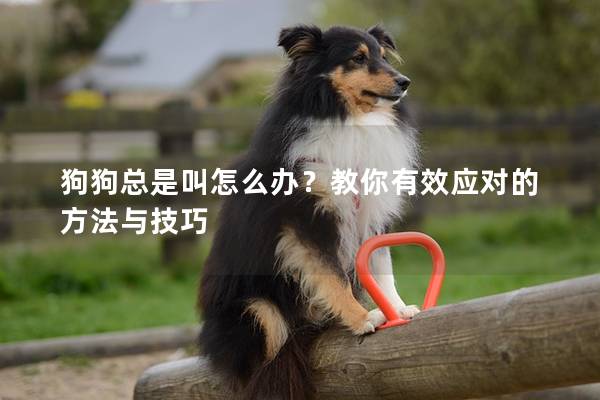 狗狗總是叫怎么辦?教你有效應對的方法與技巧 狗狗總是叫怎么辦?教你有效應對的方法與技巧