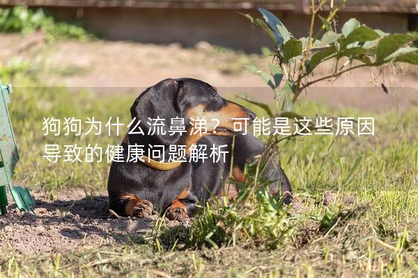 狗狗為什么流鼻涕？可能是這些原因?qū)е碌慕】祮?wèn)題解析