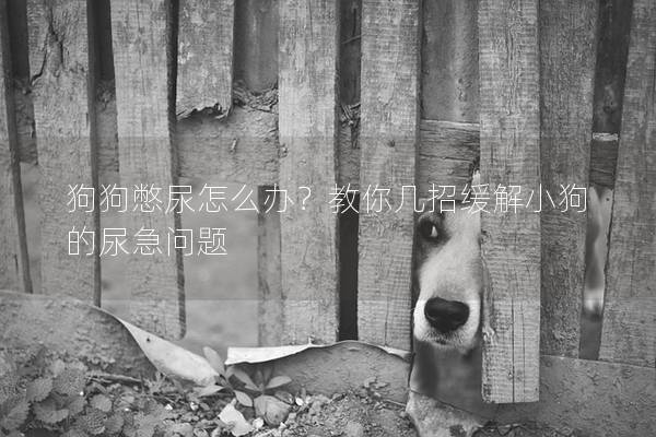 狗狗憋尿怎么辦？教你幾招緩解小狗的尿急問題