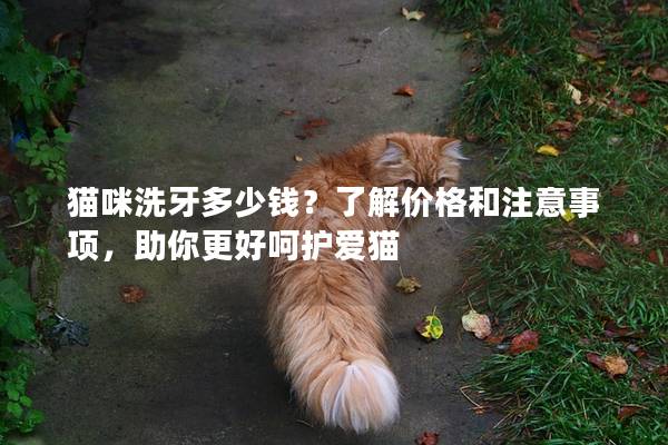 貓咪洗牙多少錢？了解價格和注意事項，助你更好呵護愛貓