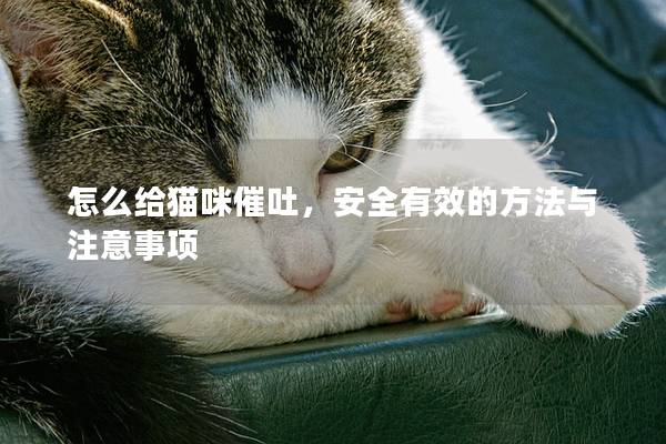 怎么給貓咪催吐，安全有效的方法與注意事項