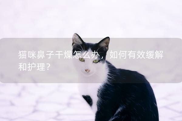 貓咪鼻子干燥怎么辦，如何有效緩解和護(hù)理？
