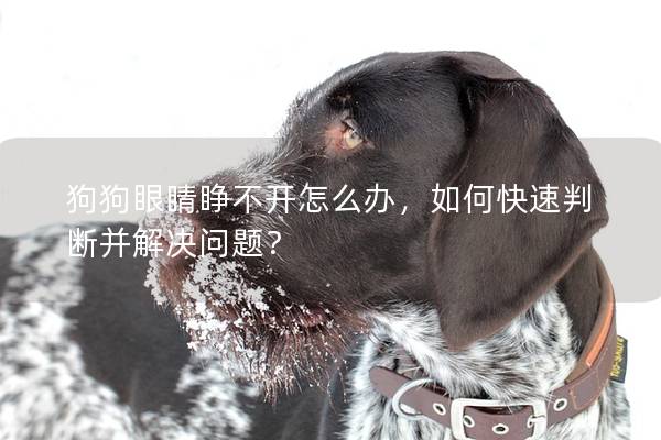 狗狗眼睛睜不開怎么辦，如何快速判斷并解決問題？