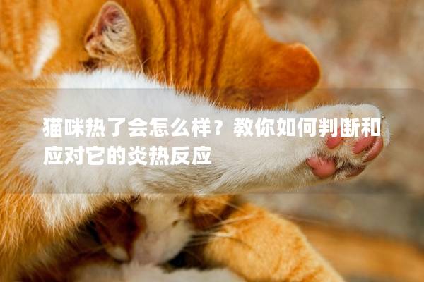 貓咪熱了會怎么樣？教你如何判斷和應對它的炎熱反應