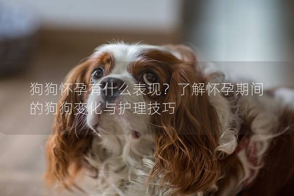 狗狗懷孕有什么表現？了解懷孕期間的狗狗變化與護理技巧