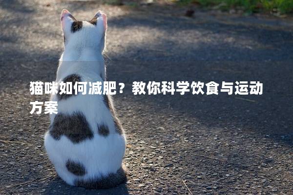 貓咪如何減肥？教你科學飲食與運動方案