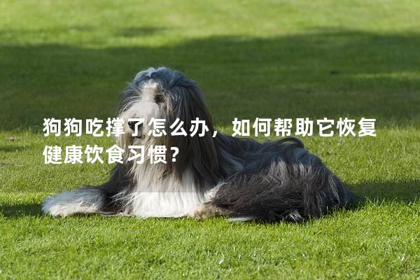 狗狗吃撐了怎么辦，如何幫助它恢復健康飲食習慣？